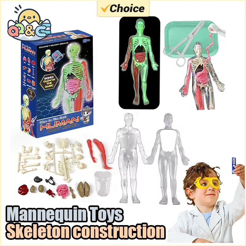 Menschliches Skelett Orgel Ana – Model Kit Fantasy Bewertung und Preis