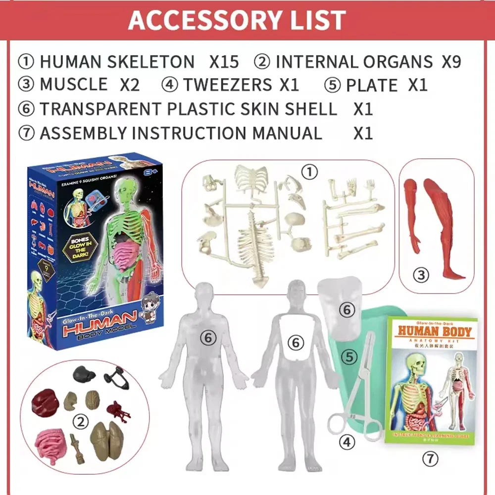 Menschliches Skelett Orgel Ana – Model Kit Fantasy Bewertung und Preis